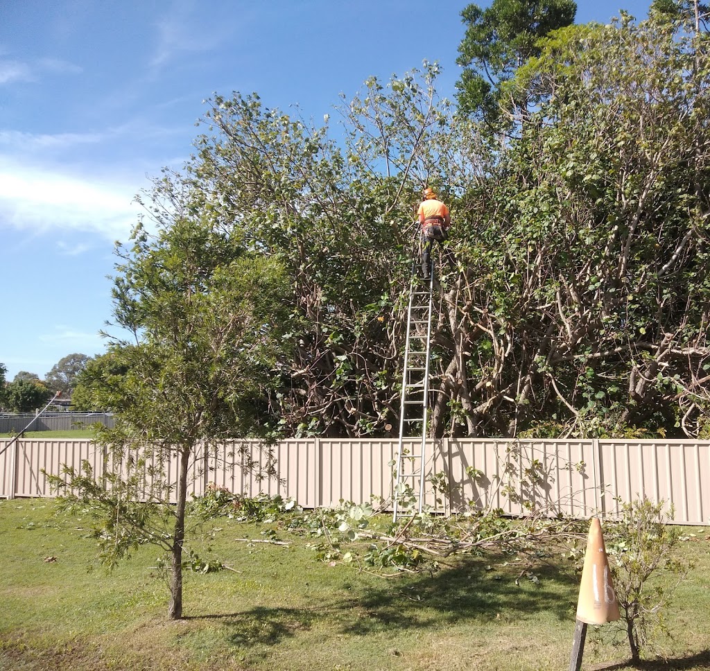 Mr Chomp tree lopping | 170 Archer St, Gumdale QLD 4154, Australia | Phone: 0408 459 192
