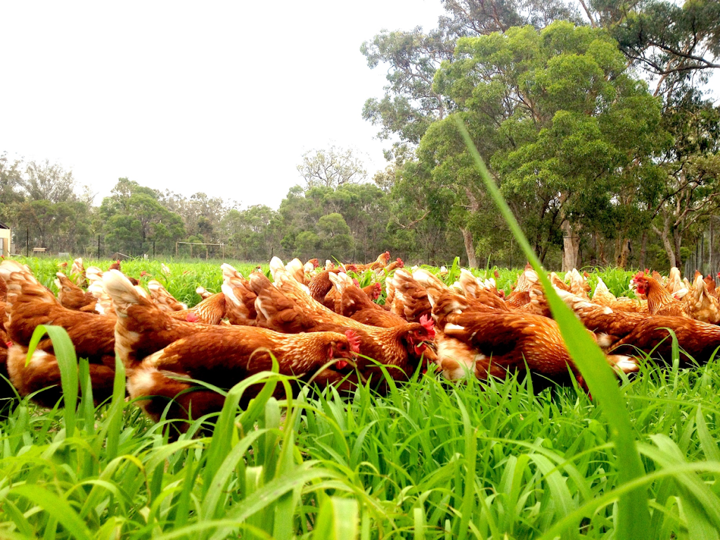 Mooney Family Farms T/A Jacks Eggs | 11 Parker Rd, Wells Crossing NSW 2460, Australia | Phone: 0414 968 788