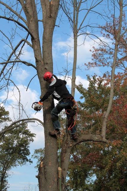 Canberra Tree Service | 31 Musgrave St, Yarralumla ACT 2600, Australia | Phone: (02) 6105 9997