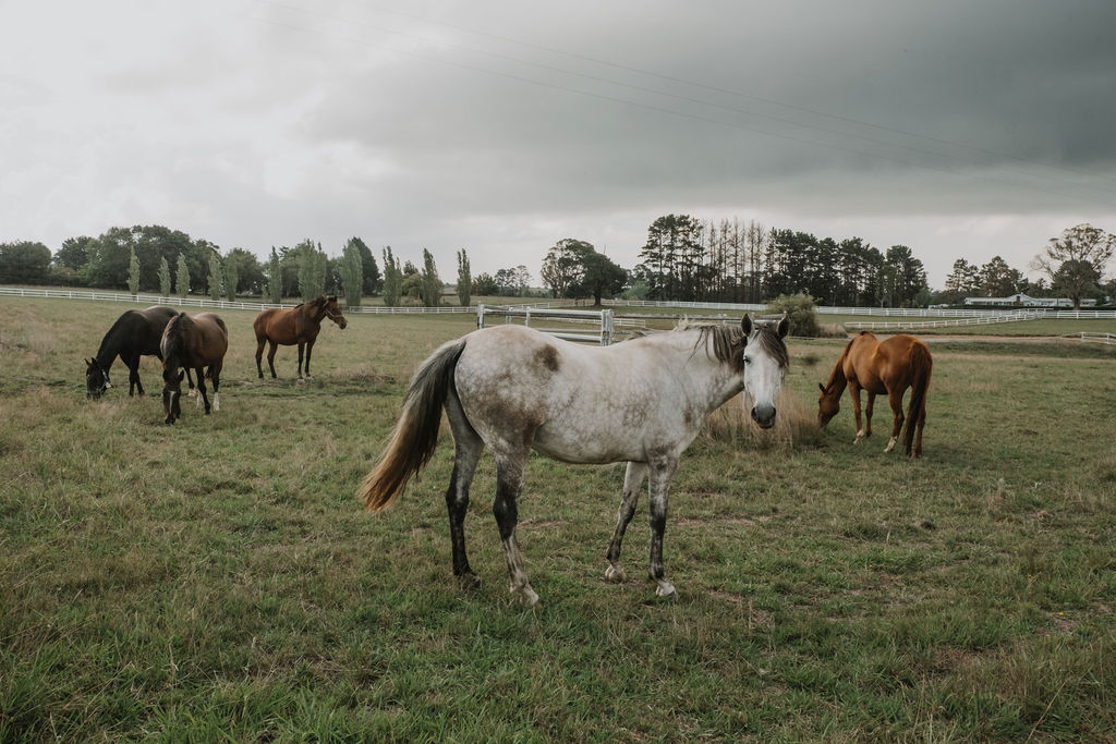 Heartland Horse Farm | 271 Exeter Rd, Sutton Forest NSW 2577, Australia | Phone: (02) 8424 6602