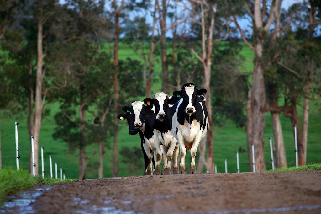 Brownes Dairy | 22 Geddes St, Balcatta WA 6021, Australia | Phone: 1800 675 484