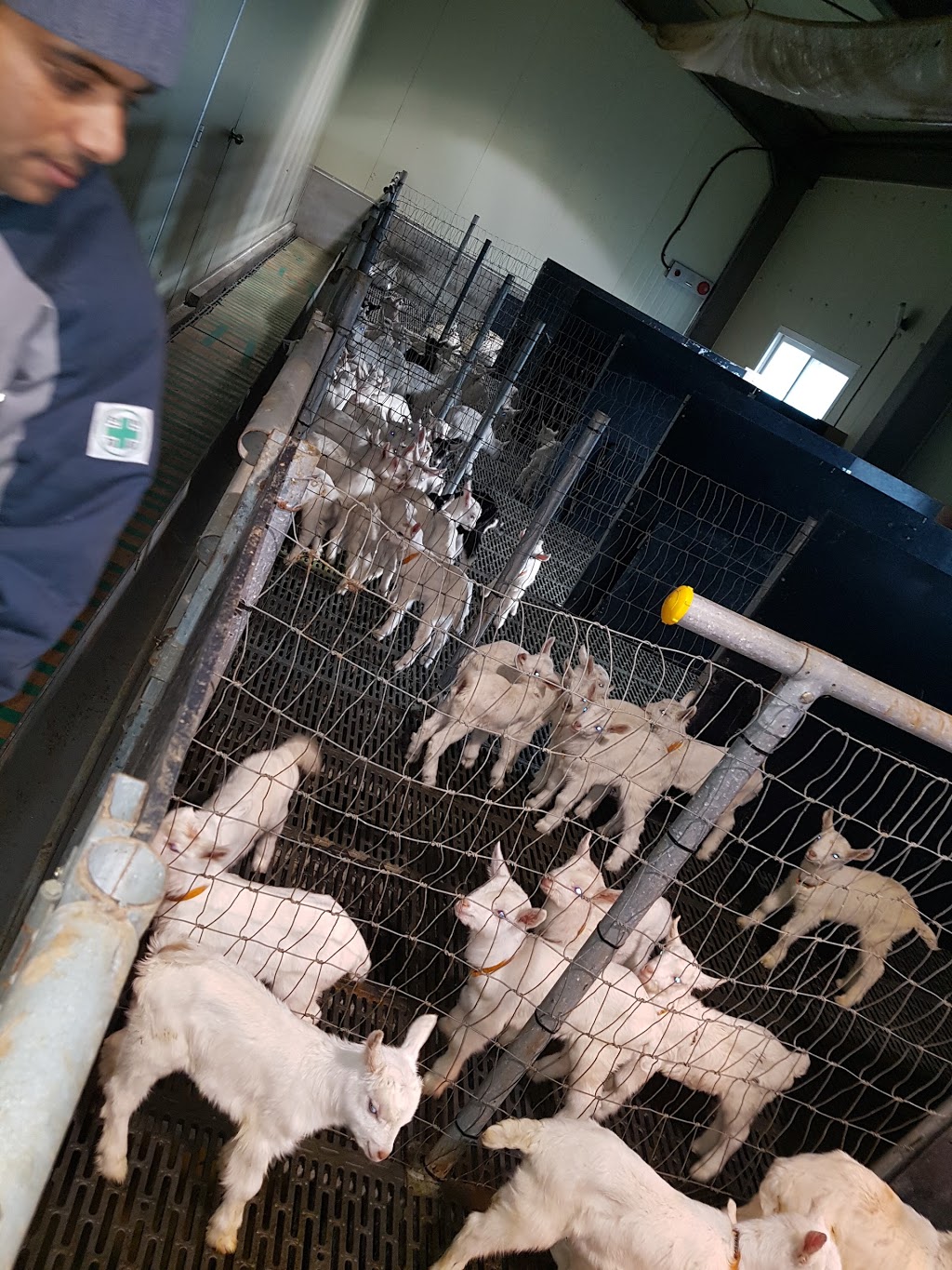 Abacus Dairy Goats |  | Springton Rd, Williamstown SA 5351, Australia | 0885246644 OR +61 8 8524 6644