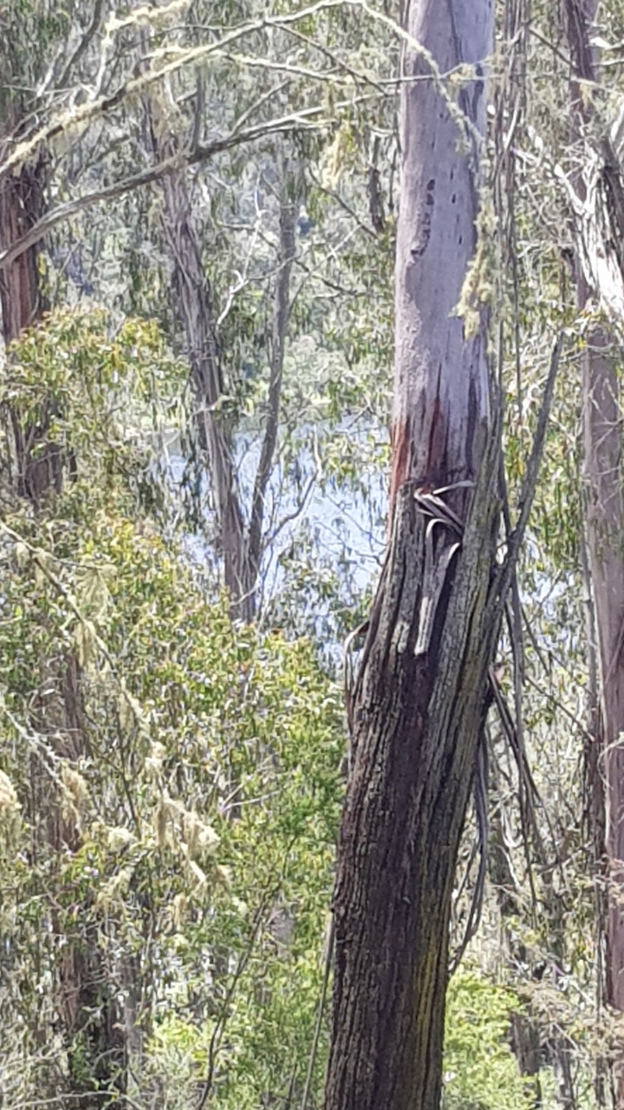 One Tree Hill Lookout |  | Balley Hooley Rd, Buchan VIC 3885, Australia | 131963 OR +61 131963