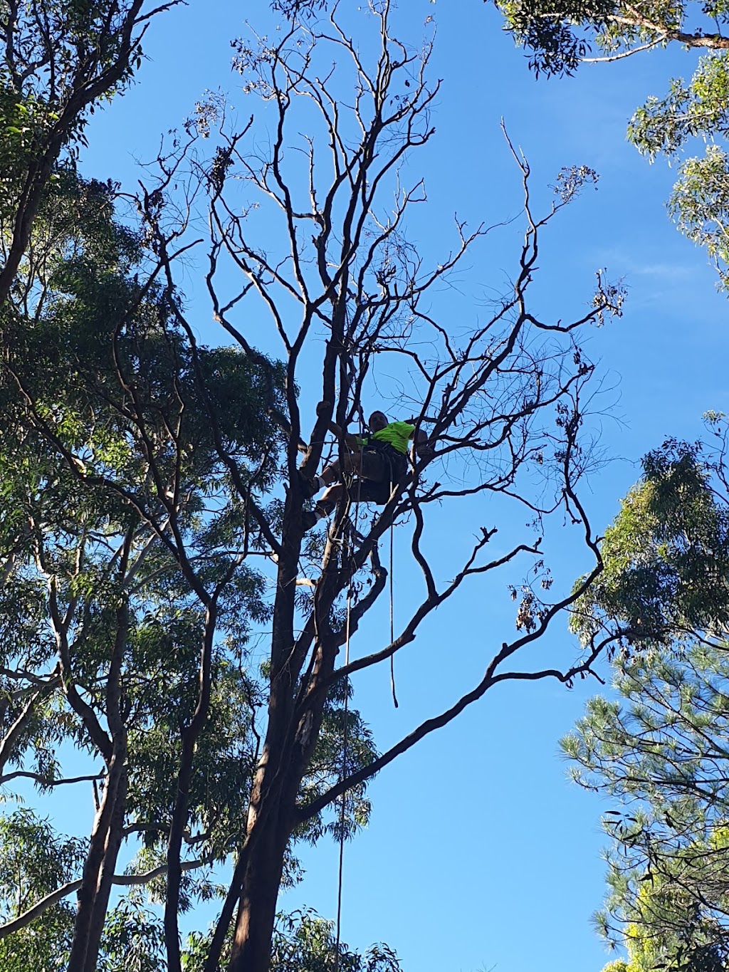 NATIVE TREE SERVVICES | 343 Cabbage Tree Rd, Williamtown NSW 2318, Australia | Phone: 0422 174 966
