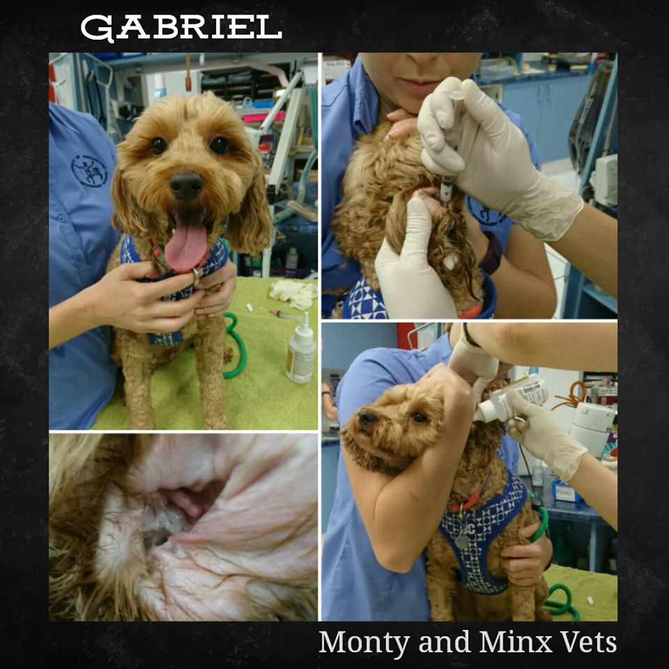 Monty & Minx Calamvale Vet Clinic | 3/692 Compton Rd, Calamvale QLD 4116, Australia | Phone: (07) 3272 6844