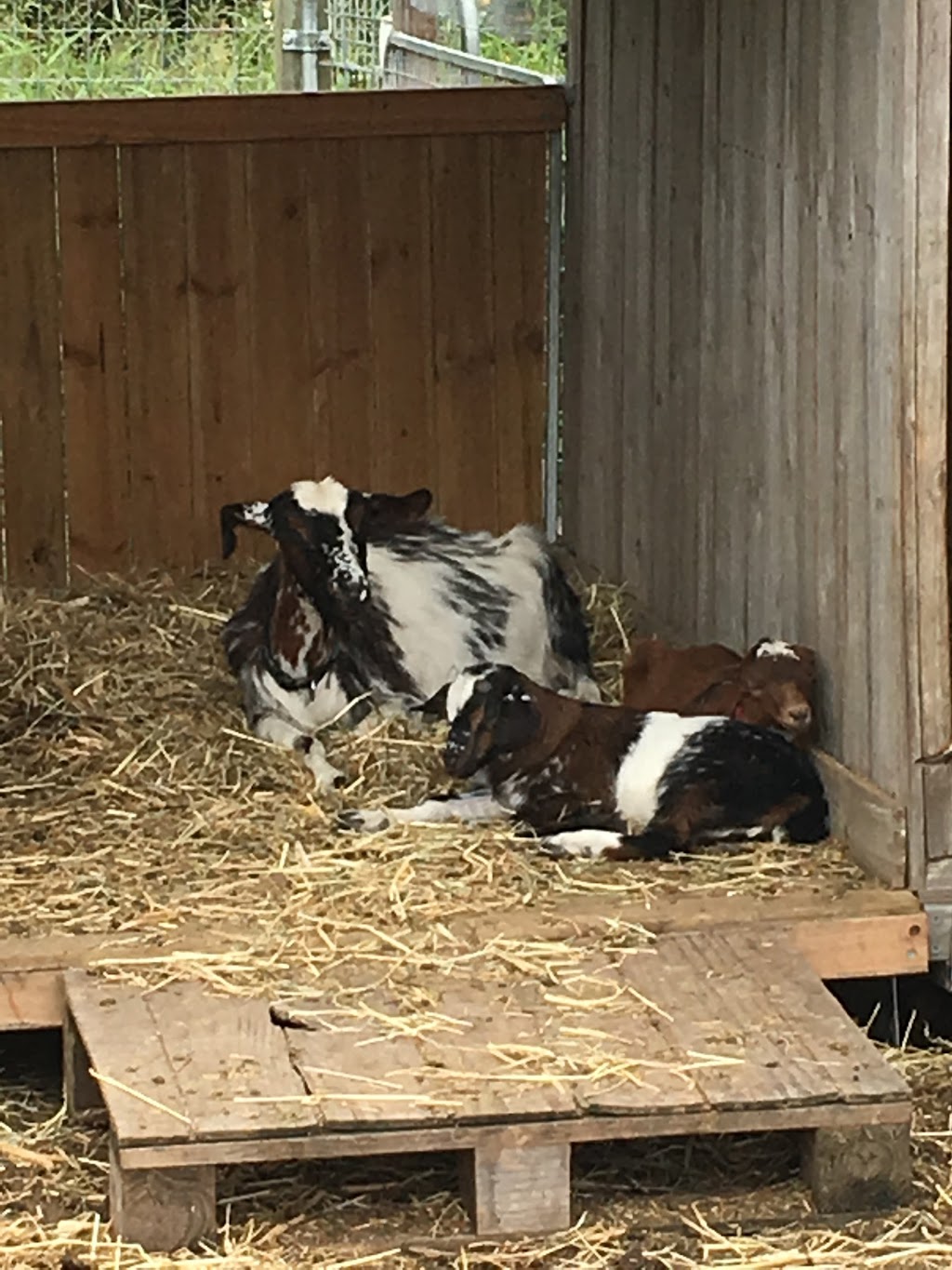 buccanwood miniature goats | 40/42 Ooah Cct, Buccan QLD 4207, Australia | Phone: 0430 045 526