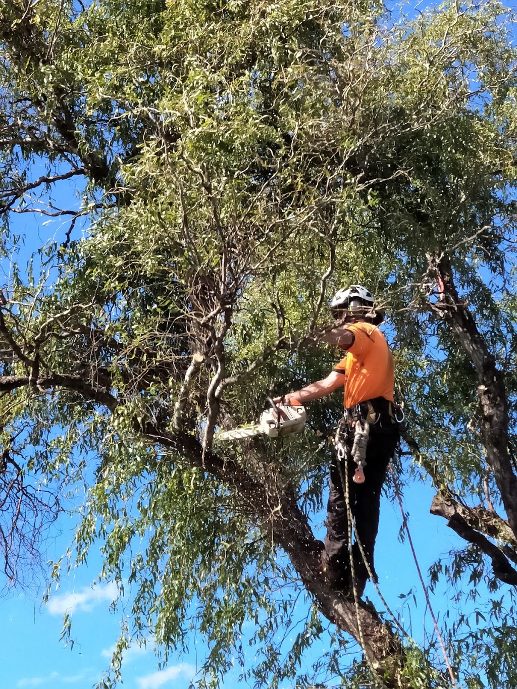 Kingdoms Tree Care | 24 Fairway Dr, Terrigal NSW 2260, Australia | Phone: 0418 432 319