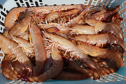 La Provence de Mer | 31 Point Lonsdale Rd, Point Lonsdale VIC 3225, Australia | Phone: 0482 914 549