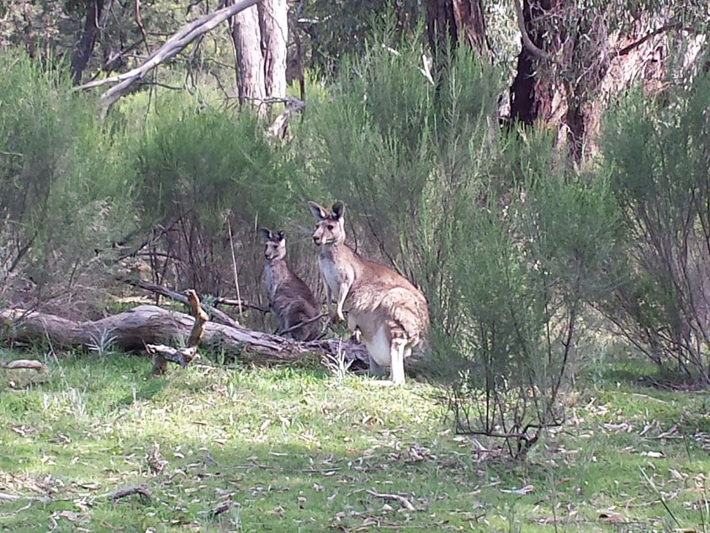 Churchill National Park | park | Lysterfield South VIC 3156, Australia | 131963 OR +61 131963