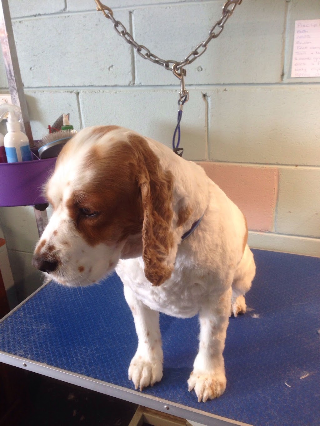 LUSCIOUS PAWS Dog Grooming | 62 Manna Gum Dr, Pakenham VIC 3810, Australia | Phone: 0449 595 252