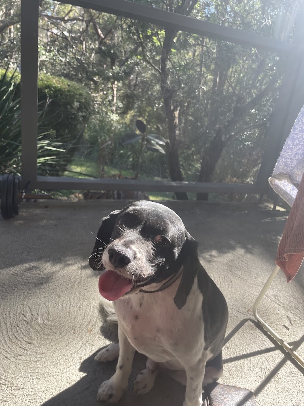 Northern Beaches Pet Care | 7 Foxall St, Elanora Heights NSW 2101, Australia | Phone: 0419 960 096