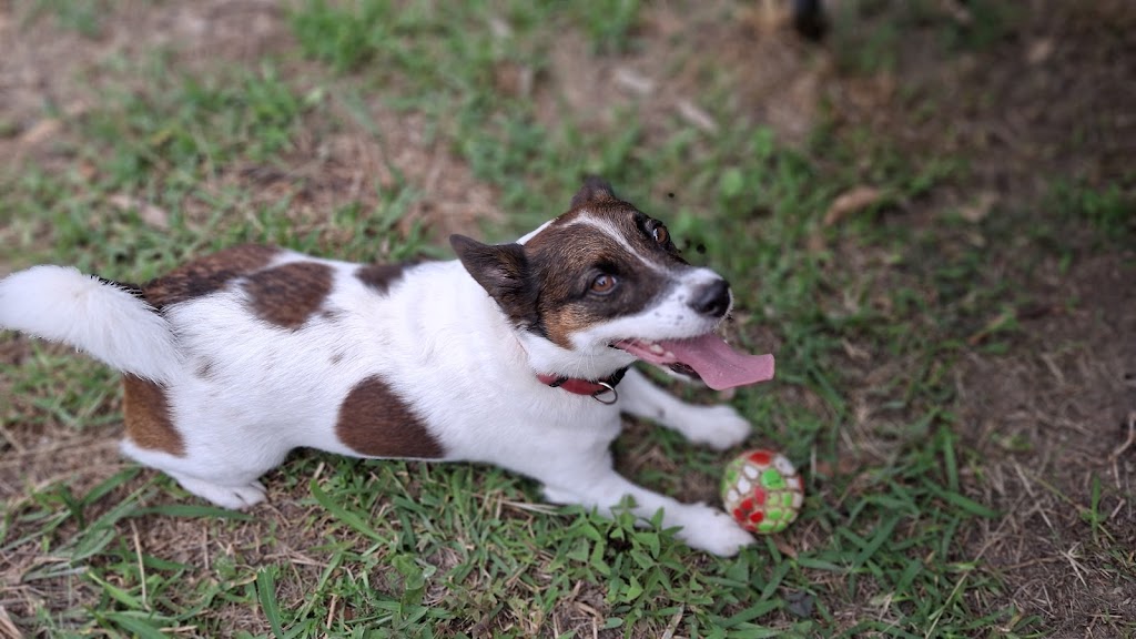 Paws and Play Booker Bay | Davis St, Booker Bay NSW 2257, Australia | Phone: 0431 593 890