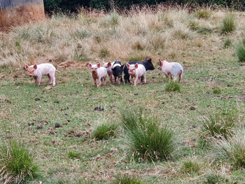 Preston Ridge Free Range Pork | 529 S Preston Rd, South Preston TAS 7315, Australia | Phone: 0492 171 373