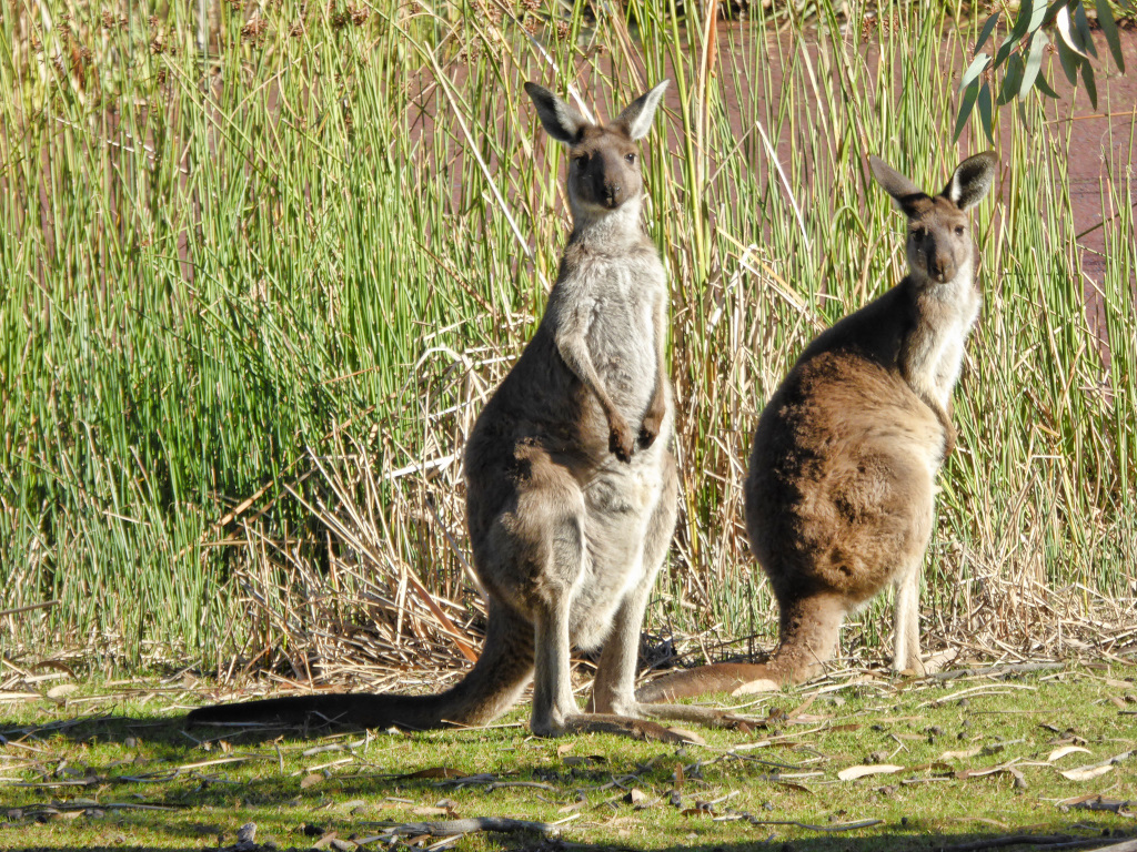 Loch Luna Game Reserve | Overland Corner SA 5330, Australia