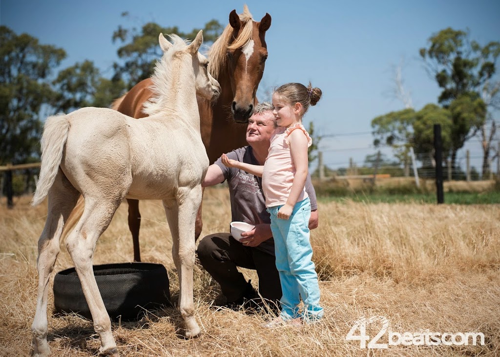 South Serenity Arabians | 285 Gehreys Ln, Kilmore VIC 3764, Australia | Phone: 0418 360 636