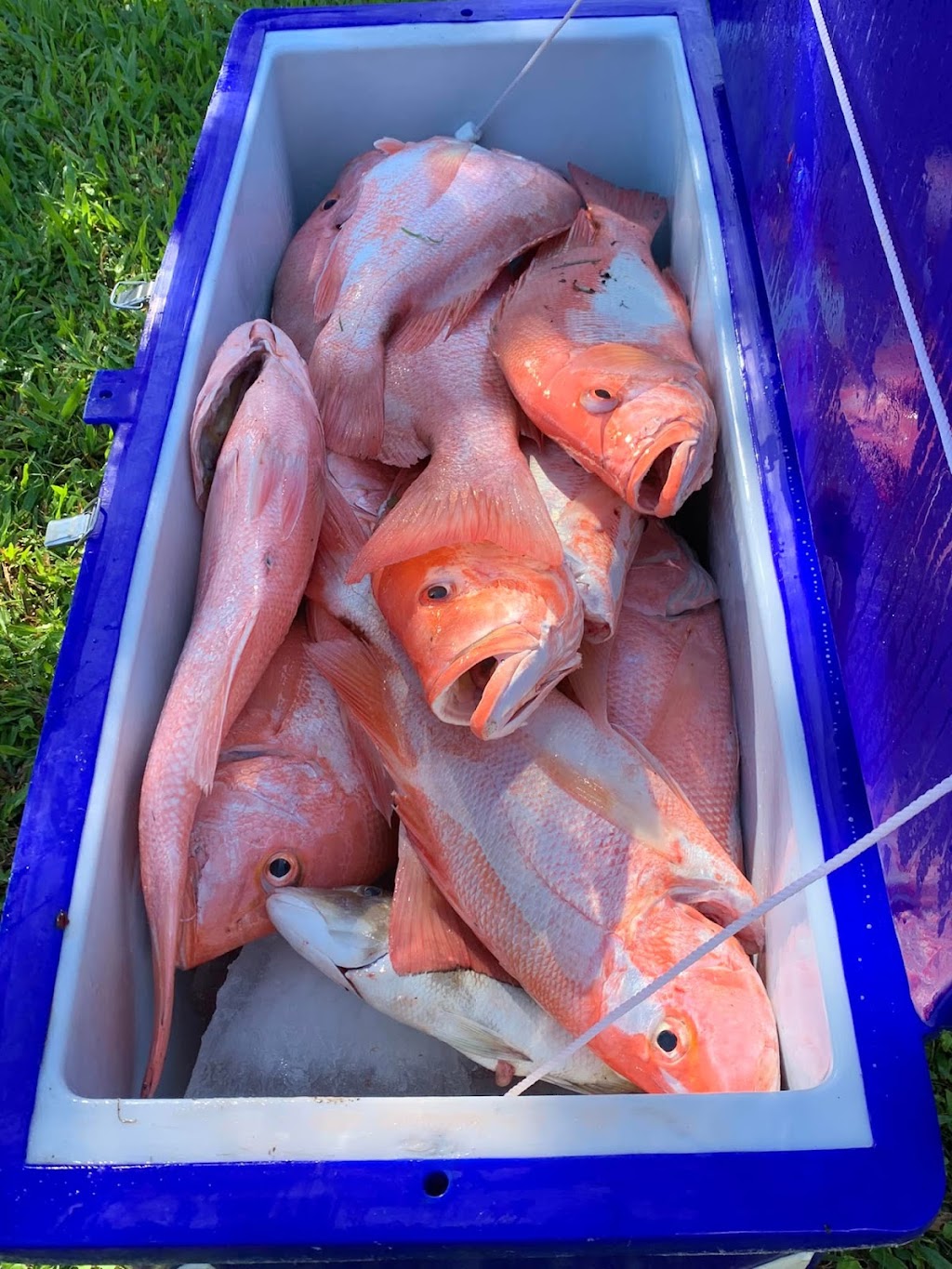 Cast & Catch Charters | 15 Williams Rd, Alligator Creek QLD 4740, Australia | Phone: 0429 833 045