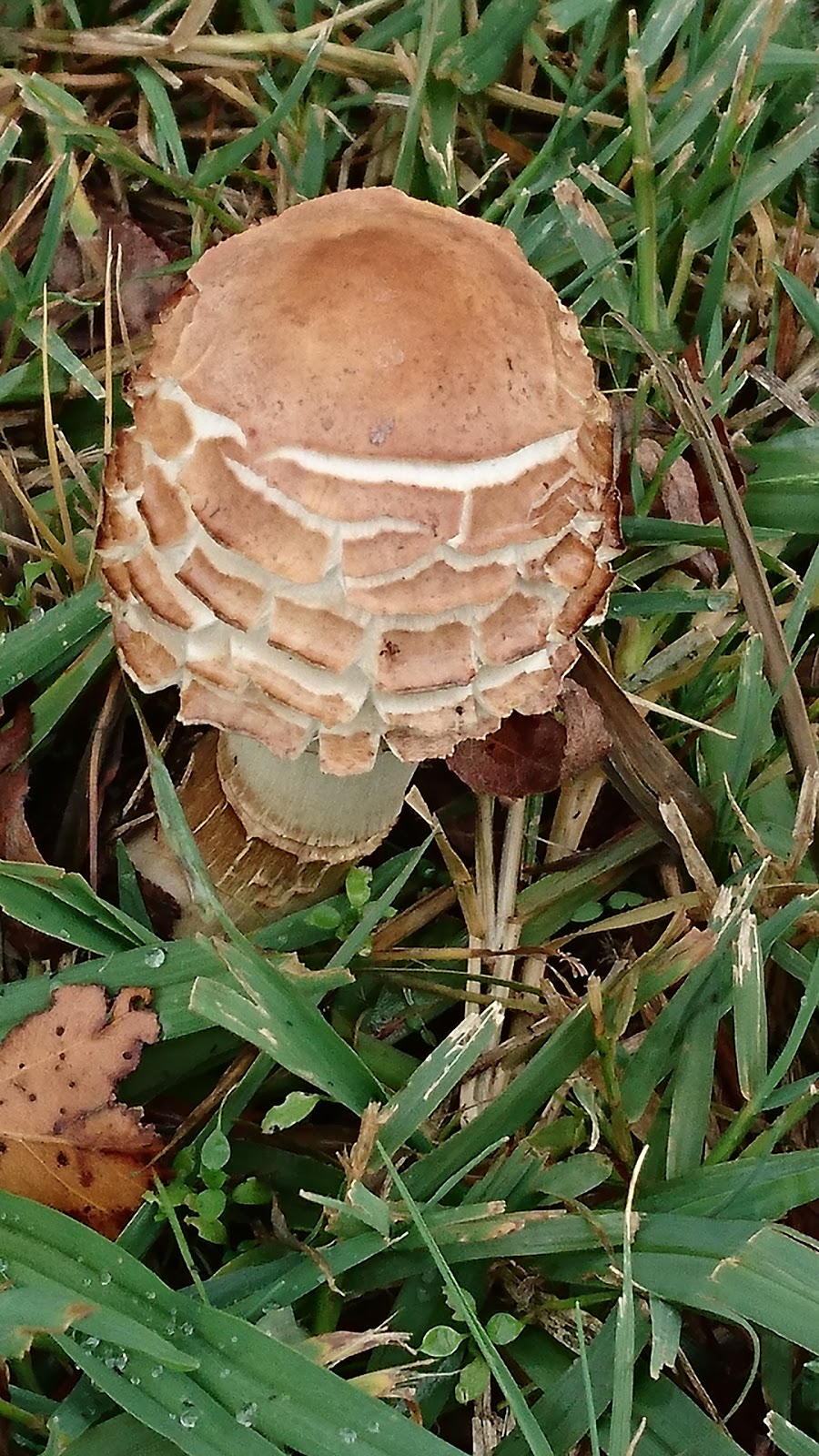 Botanic Gardens | Newborough VIC 3825, Australia