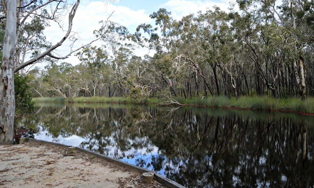 Wongi State Forest | Queensland, Australia