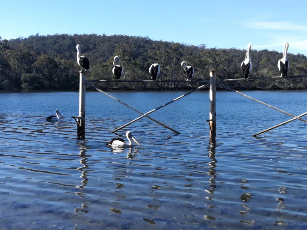 Pambula Oyster Co. | Shed 5/52 Landing Rd, Broadwater NSW 2549, Australia | Phone: 0402 760 647