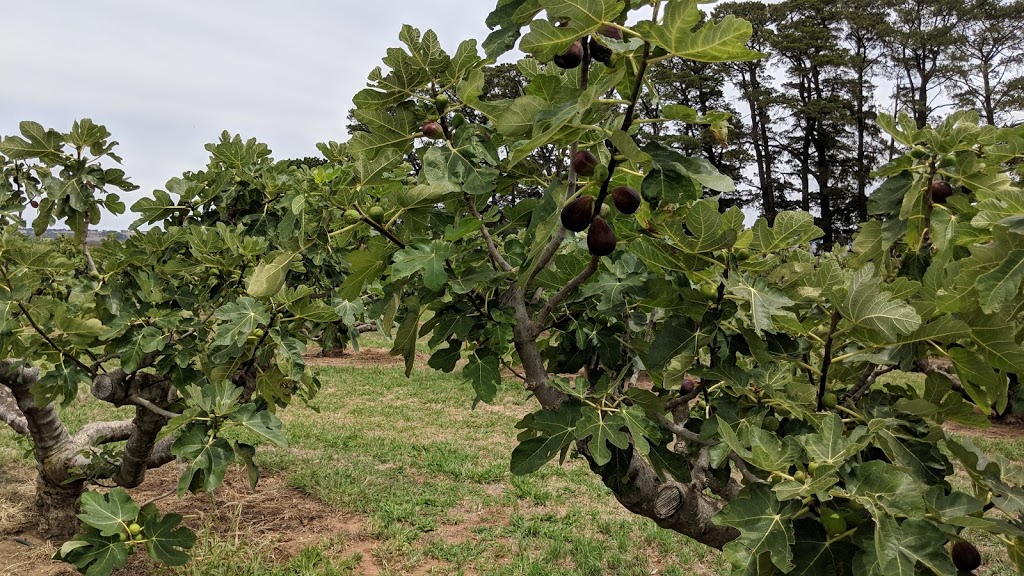 Norland Fig Orchard |  | 158 Bradleys Rd, Borenore NSW 2800, Australia | 0423530001 OR +61 423 530 001