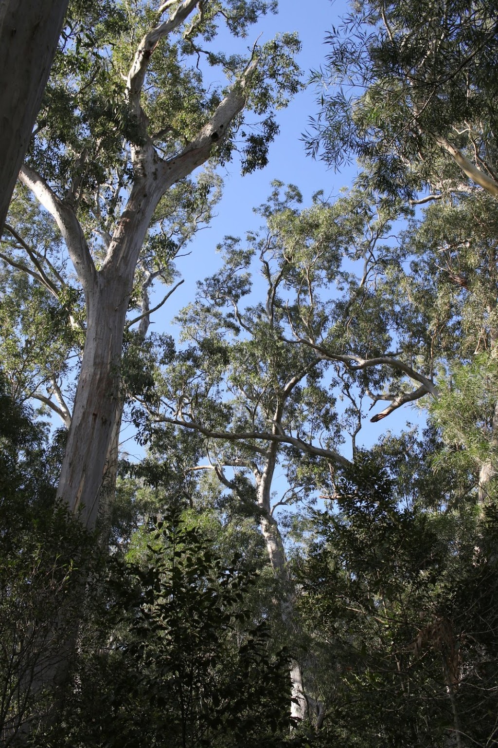 Yatteyattah Nature Reserve | park | Yatte Yattah NSW 2539, Australia