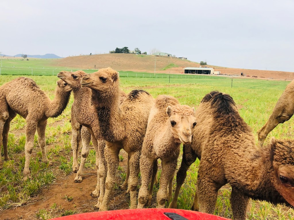 Hunter Valley Camels | tourist attraction | 1618 Denman Rd, Denman NSW 2333, Australia | 0408677741 OR +61 408 677 741