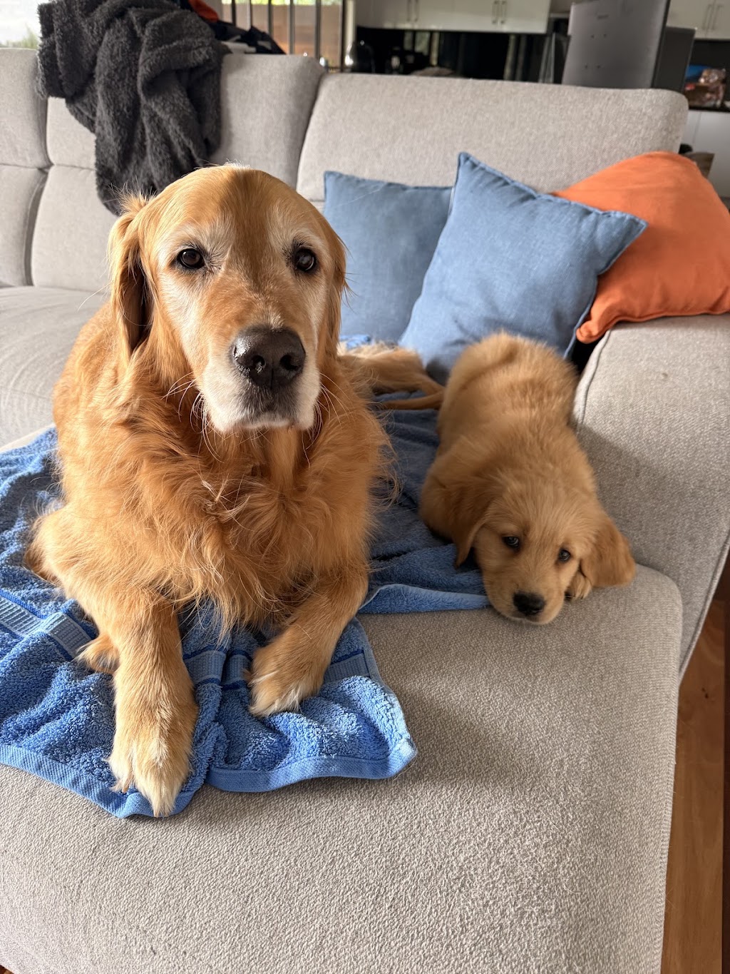 Crystal Creek Kennels - Purebred Golden Retrievers | 1043 Break Oday Rd, Glenburn VIC 3717, Australia | Phone: 0481 063 435