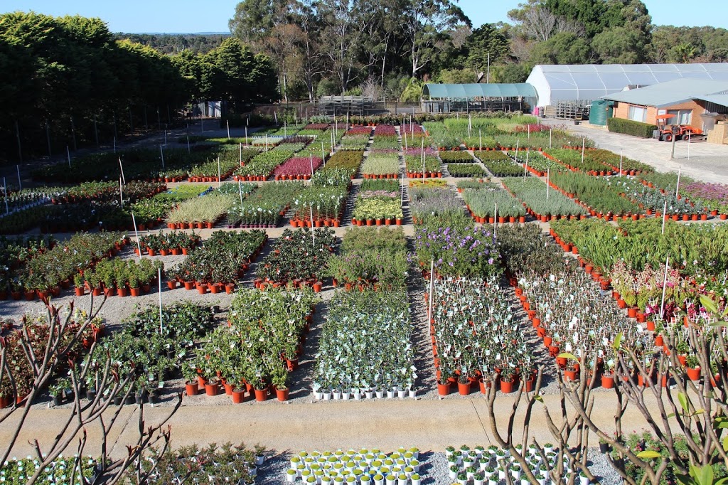 Pine Lake Nursery | 82 Coogee Rd, Mariginiup WA 6078, Australia | Phone: (08) 9405 2295