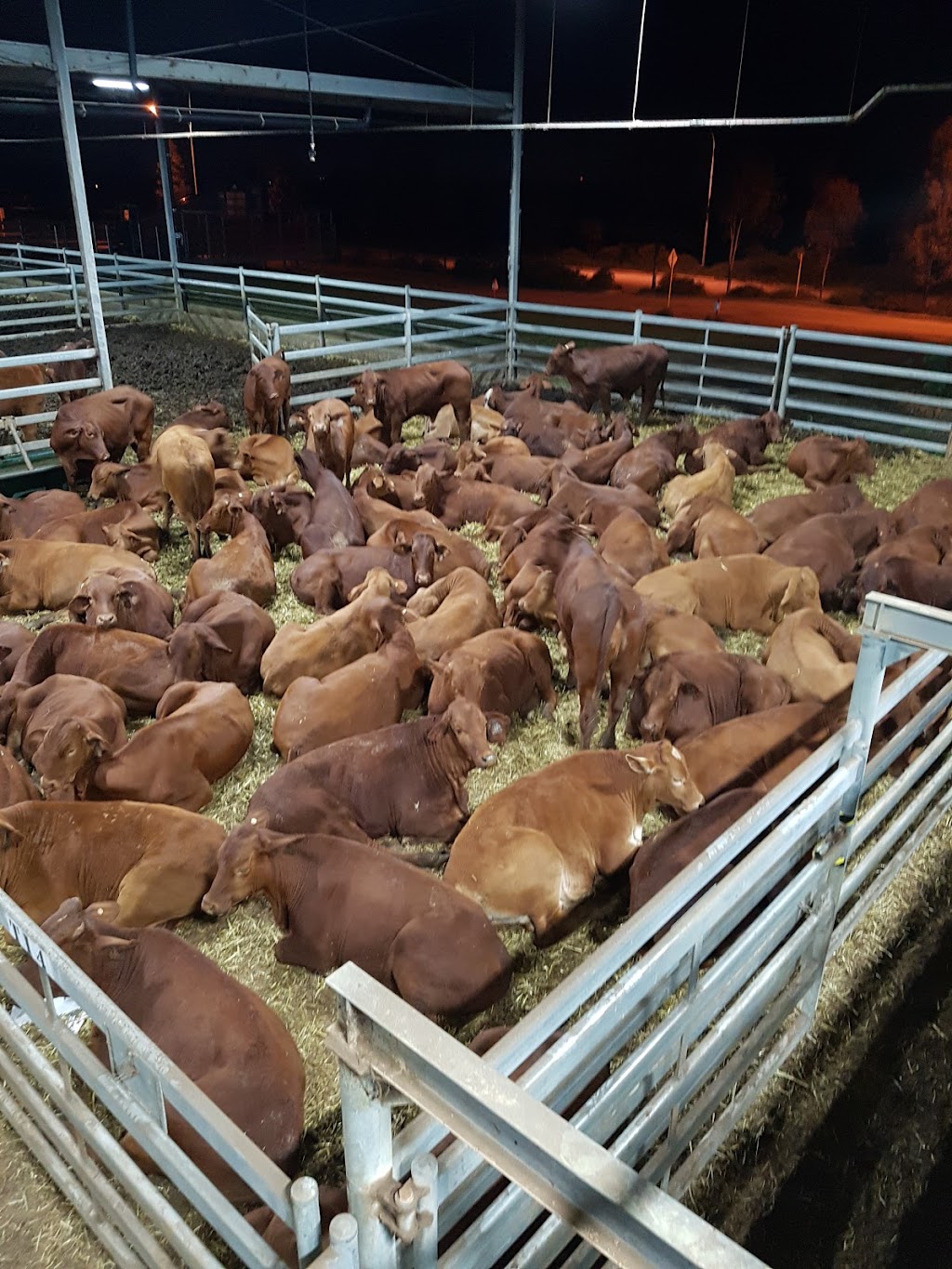 Muchea Livestock Centre (WAMIA) | Muchea WA 6501, Australia | Phone: (08) 9571 0013