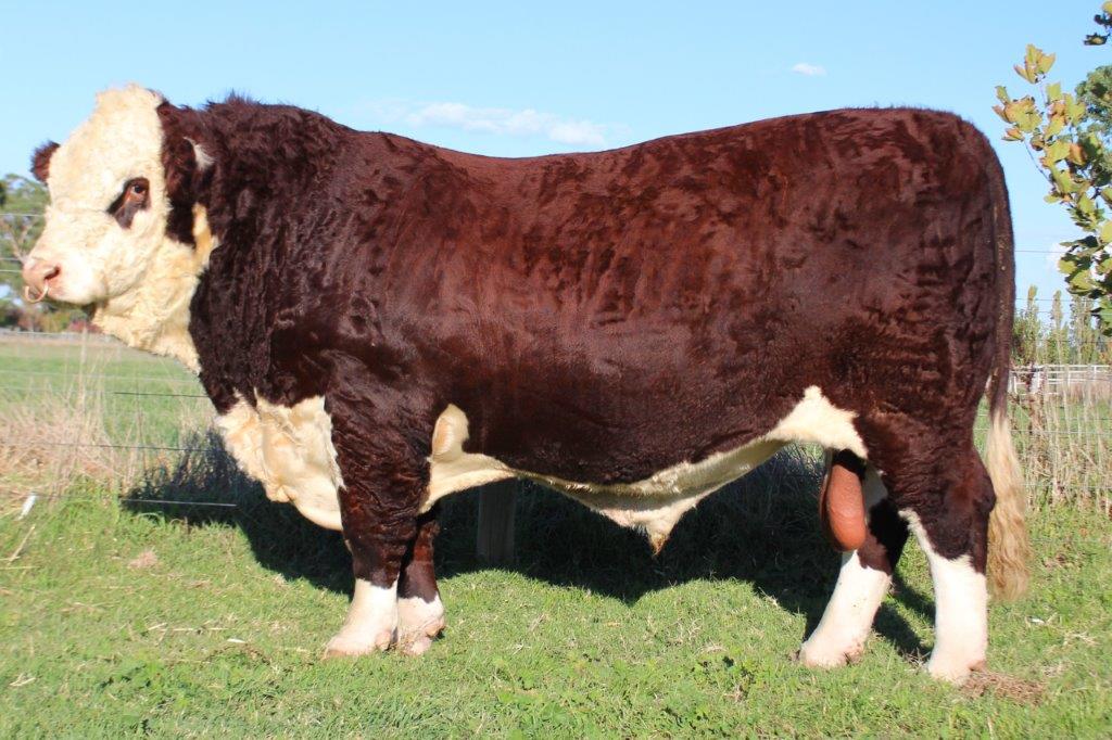Wanrua Poll Herefords | 169 Websters Rd, Newry VIC 3859, Australia | Phone: 0408 451 392