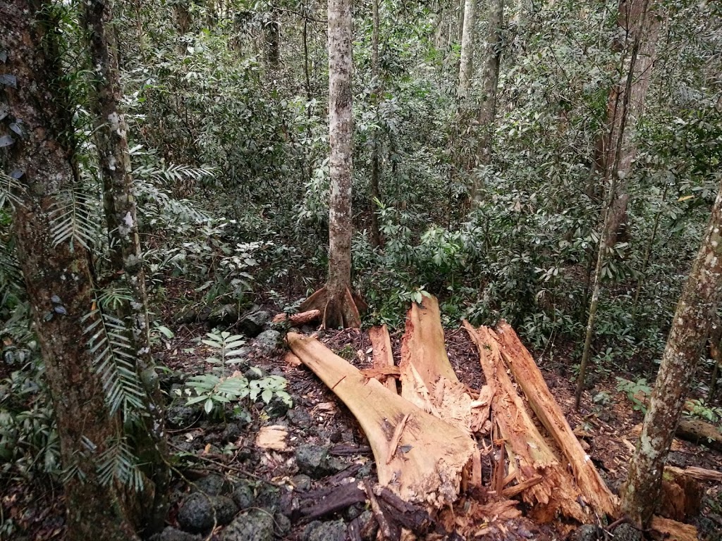 Curtain Fig Tree | tourist attraction | Fig Tree Road, East Barron QLD 4883, Australia | 0740914222 OR +61 7 4091 4222