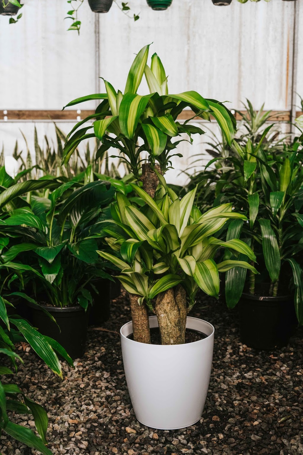 Indoor Plant Sales | 21 Wadhurst Dr, Boronia VIC 3155, Australia | Phone: 0432 208 811