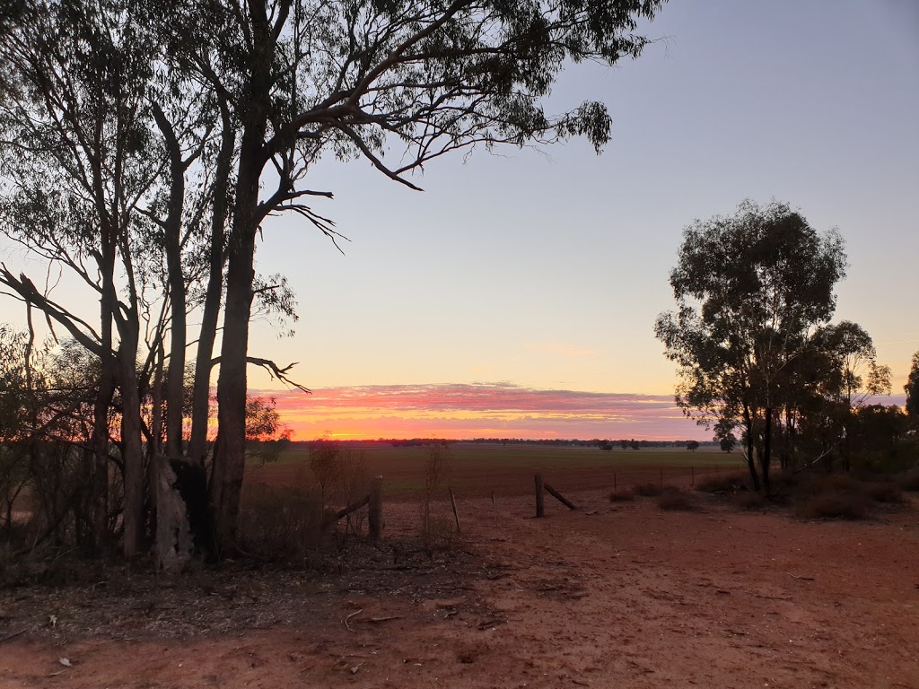 South West Woodland Nature Reserve | park | West Wyalong NSW 2671, Australia