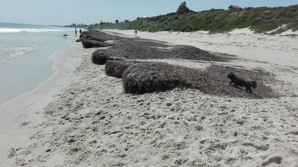 Dog beach | gym | 22 Marine Parade, Cottesloe WA 6011, Australia