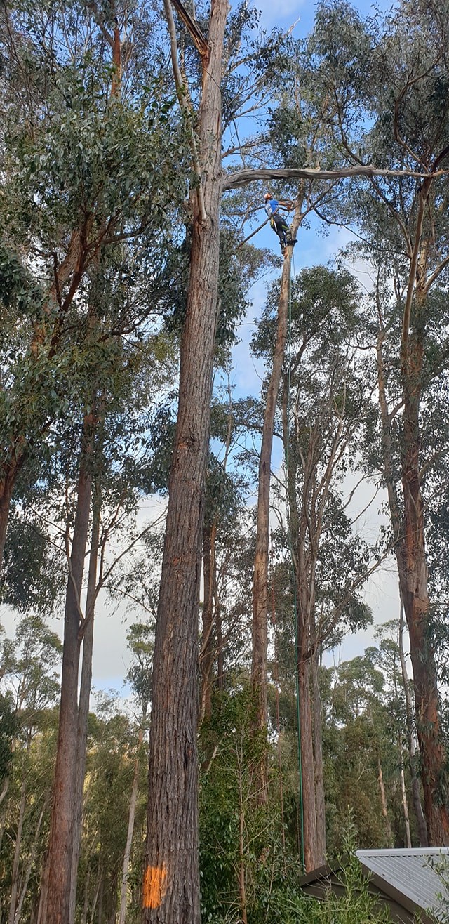 Tree Mason Gippsland | 74 Emberwood Rd, Warragul VIC 3820, Australia | Phone: 1300 301 678