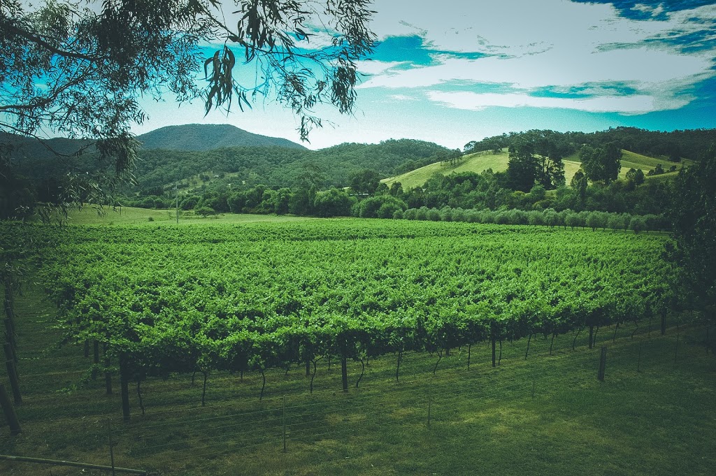 Mount Terrible Wines | 289 Jamieson-Licola Rd, Jamieson VIC 3723, Australia | Phone: 0429 406 037