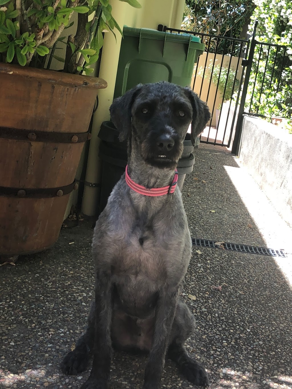 Sunny paws dog grooming |  | Redwood Rd, Doonan QLD 4562, Australia | 0433251305 OR +61 433 251 305