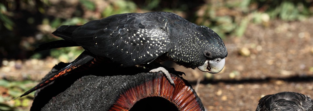 Kaarakin Black Cockatoo Conservation Centre | 322 Mills Rd E, Martin WA 6110, Australia | Phone: (08) 9390 2288