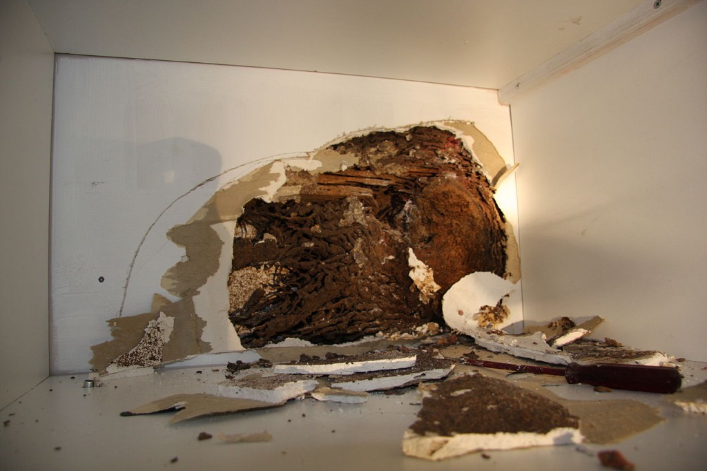 Bugah Pest Control - Commercial & Residential Termite, Flea & Pe | home goods store | 12 Kitty Pl, Watanobbi NSW 2259, Australia | 0452413332 OR +61 452 413 332