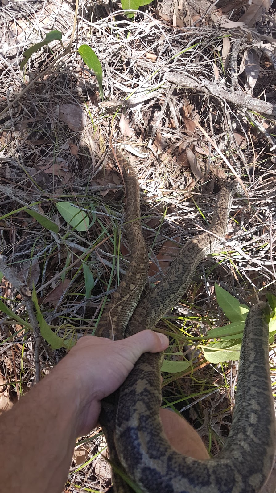 SEQ Snake Catchers | 24 Prescot St, Waterford West QLD 4133, Australia | Phone: 0476 288 931