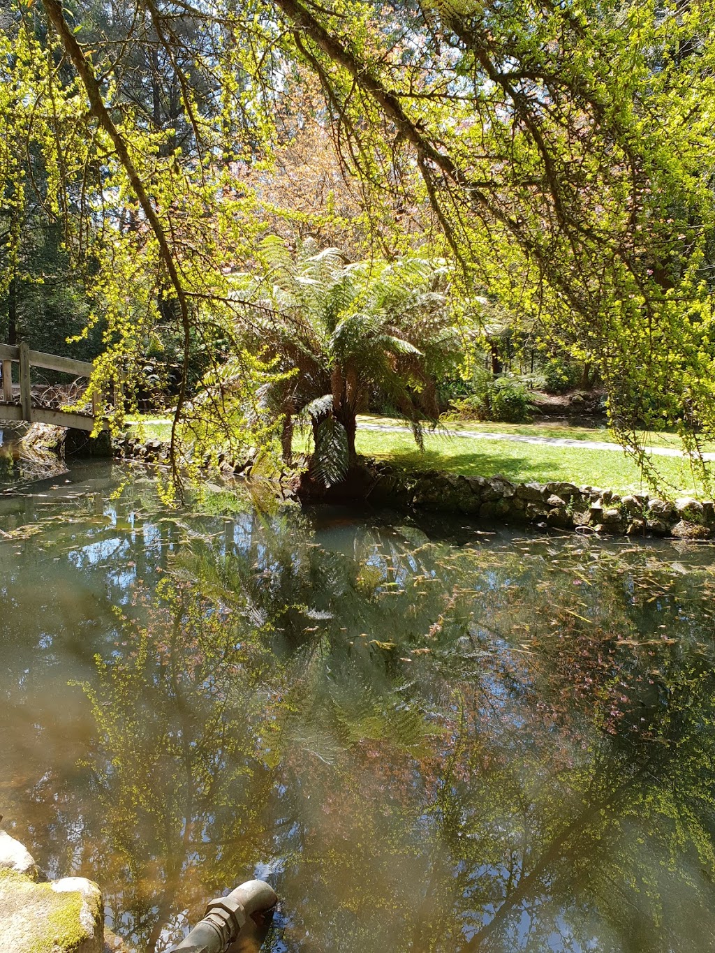 Alfred Nicholas Memorial Gardens - Gardens of the Dandenongs | park | 1A Sherbrooke Rd, Sherbrooke VIC 3789, Australia