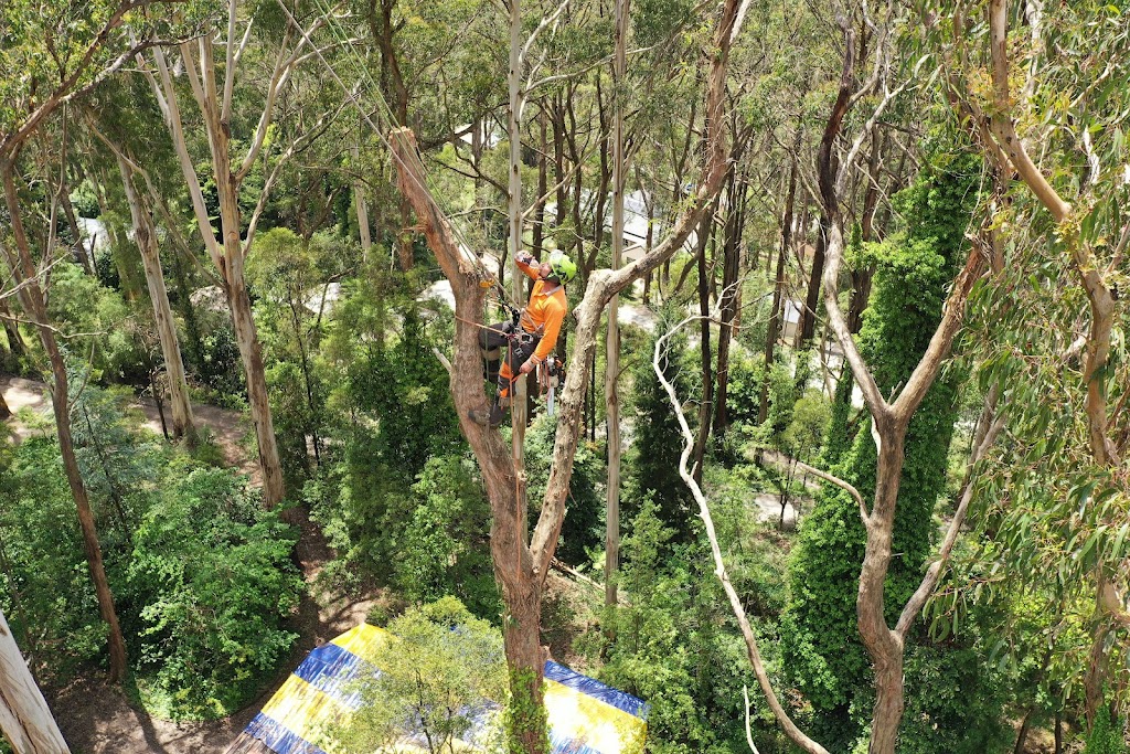 Clear Cut Tree And Timber Solutions | 234 Dead Horse Ln, Mansfield VIC 3722, Australia | Phone: 0433 387 191