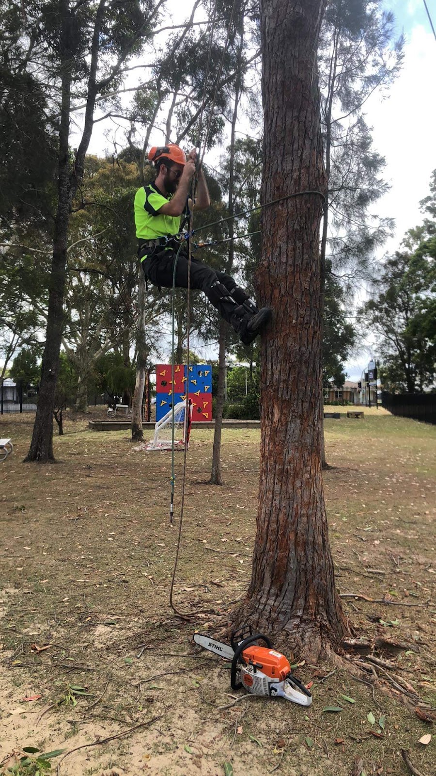 Branch Management Total Tree Services - Newcastle Tree Removal | 121 Dudley Rd, Charlestown NSW 2290, Australia | Phone: 0419 289 223