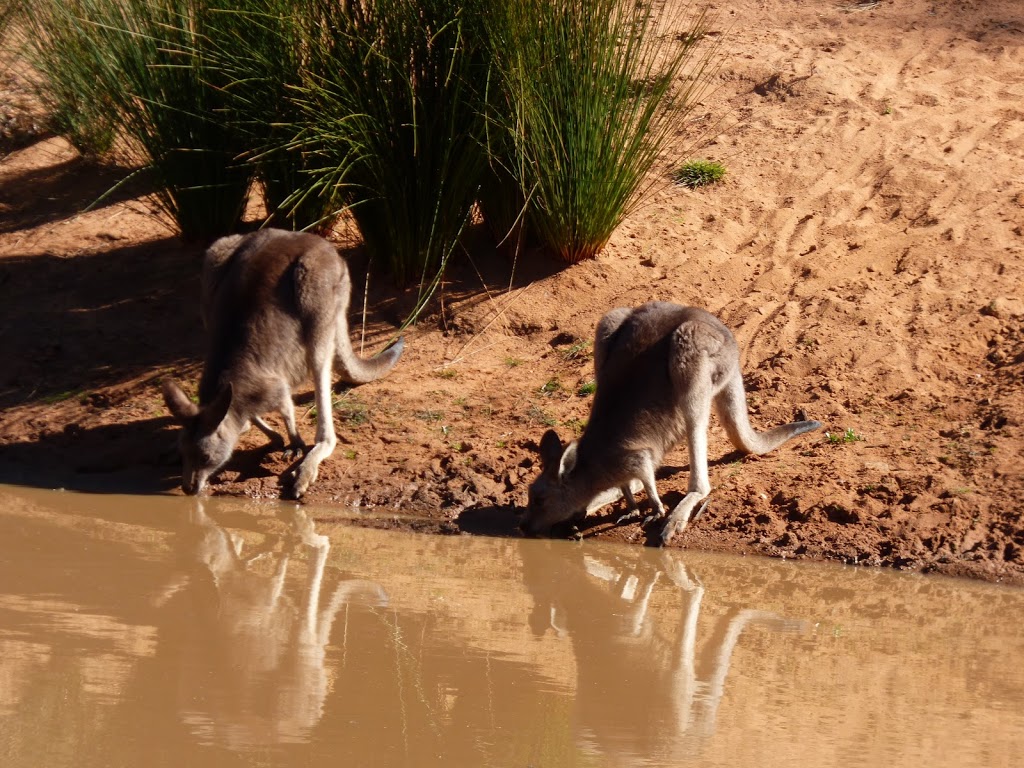 Beni Cca Zone 3 State Conservation Area | Dubbo NSW 2830, Australia