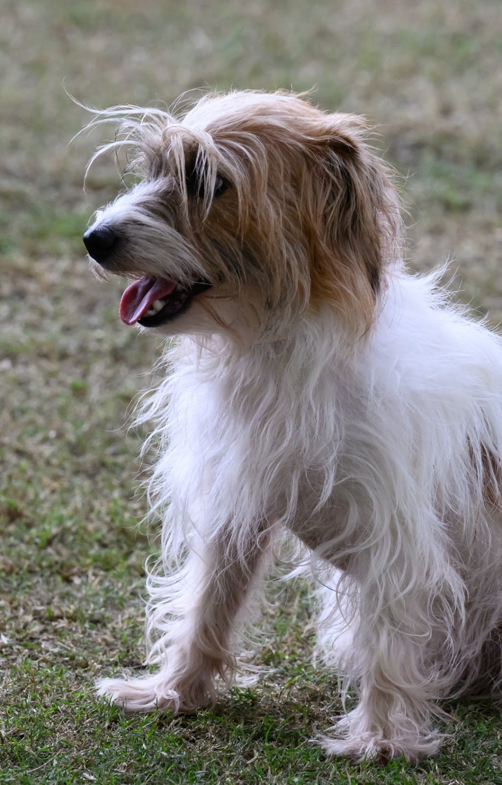 Jackford Jack Russell Terriers | Wheelbarrow Ridge Rd, Lower Portland NSW 2756, Australia | Phone: 0405 296 536