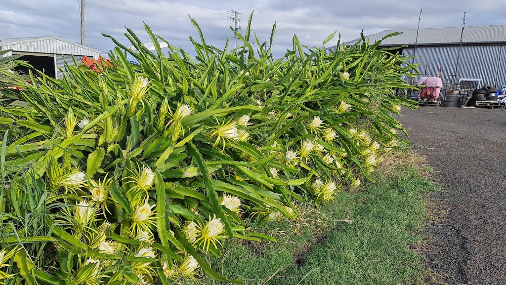 Ngoc Nhu Y Farms | 1 Hermy Rd, Glenore Grove QLD 4342, Australia | Phone: 0404 872 999