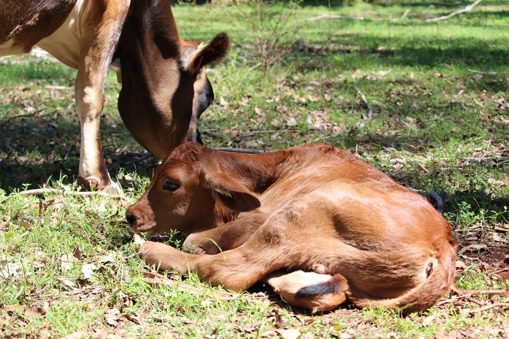 Mount Binga Outdoor Education Centre | 13 Mount Binga Rd, Mount Binga QLD 4306, Australia | Phone: (07) 4163 0352