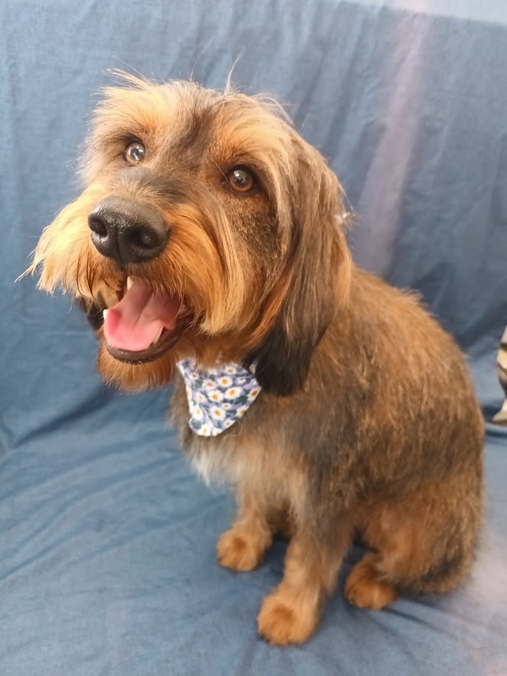 Little Friends Grooming Studio | 63 Wattle St, Colo Vale NSW 2575, Australia | Phone: 0413 311 203