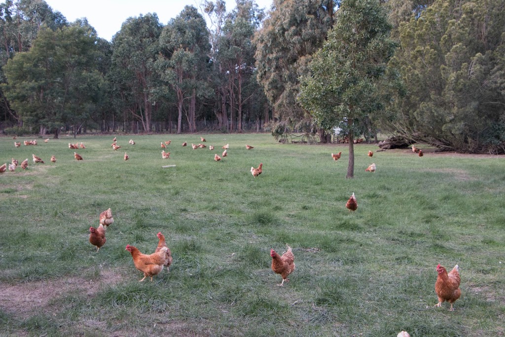 Egg-erton Free Range Eggs | food | 61 Egerton-Bungeeltap Rd, Mount Egerton VIC 3352, Australia | 0459999188 OR +61 459 999 188