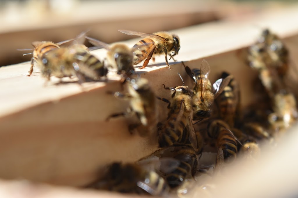 Holistic Hives | Shed 2/62 Mount Pleasant Rd, Gympie QLD 4570, Australia | Phone: 0456 744 837